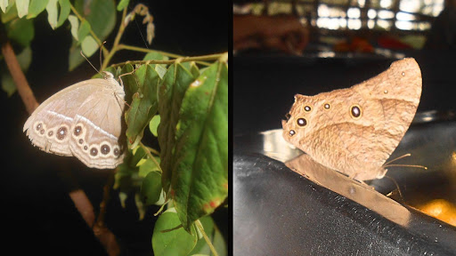When the temperature is unpredictable, butterflies can use humidity cues to trigger a wardrobe change